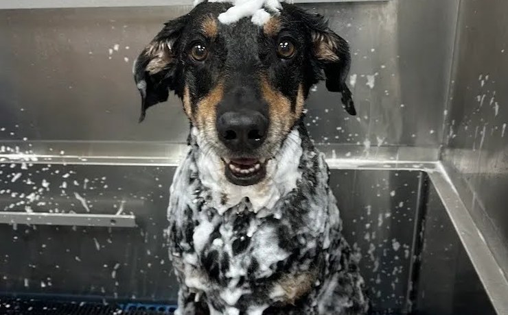 A dog covered in suds gets a bath in a grooming tub