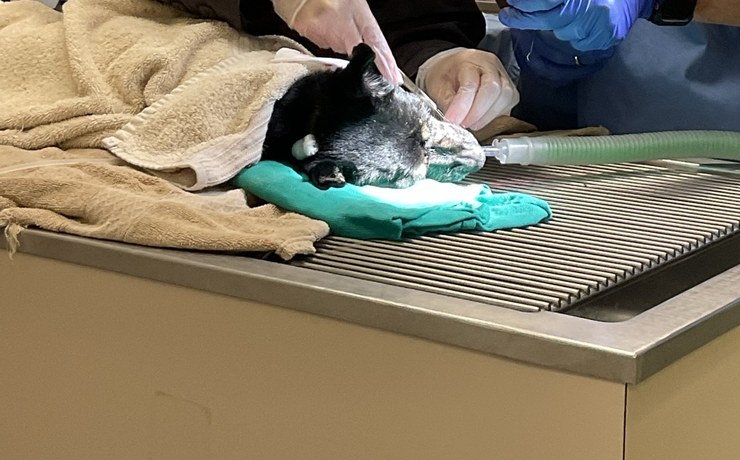 A cat under anesthesia receives a dental cleaning from gloved hands
