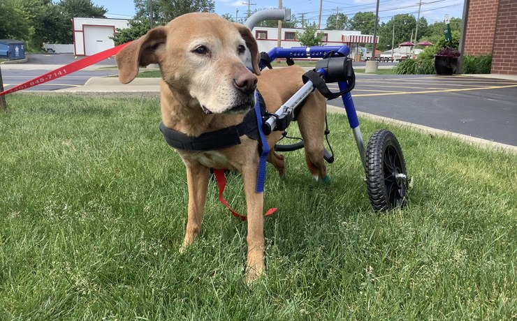 A tan dog in a blue wheelchair stands on the lawn outside the hospital