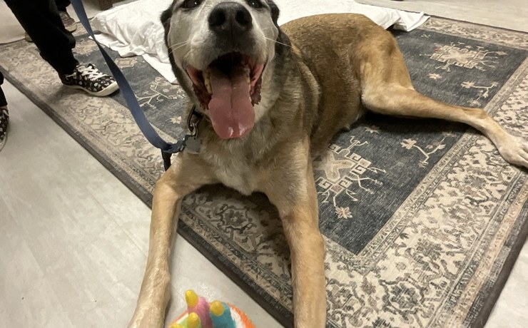 A large dog rests on a patterned rug in an exam room
