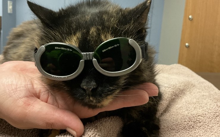 A tortoiseshell cat wears protective goggles in a gentle hand during therapy