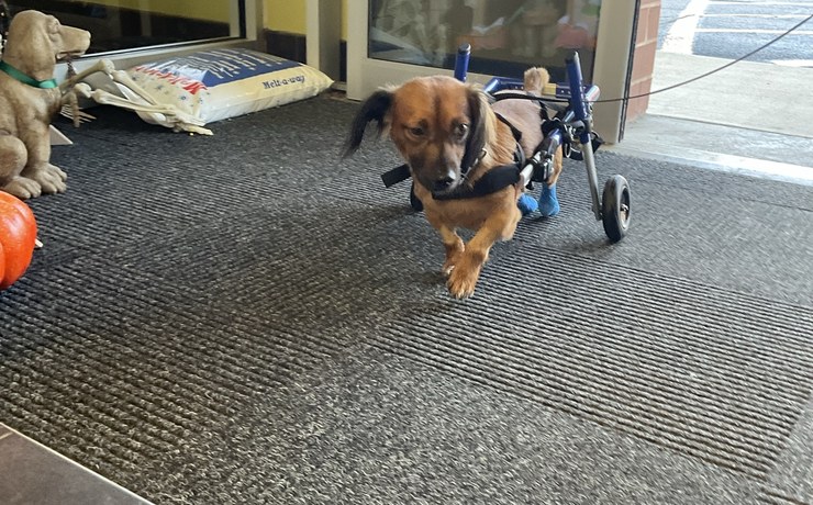 A small dog in a rehab wheelchair rolls through the hospital entrance