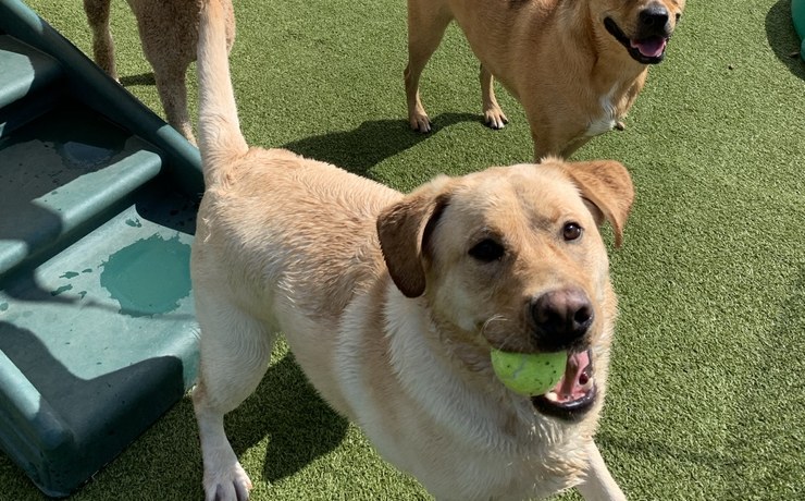 A yellow Labrador carries a tennis ball across the resort's turf play yard
