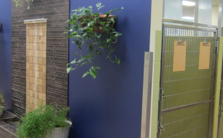 Potted plants beside a blue wall in the hospital hallway