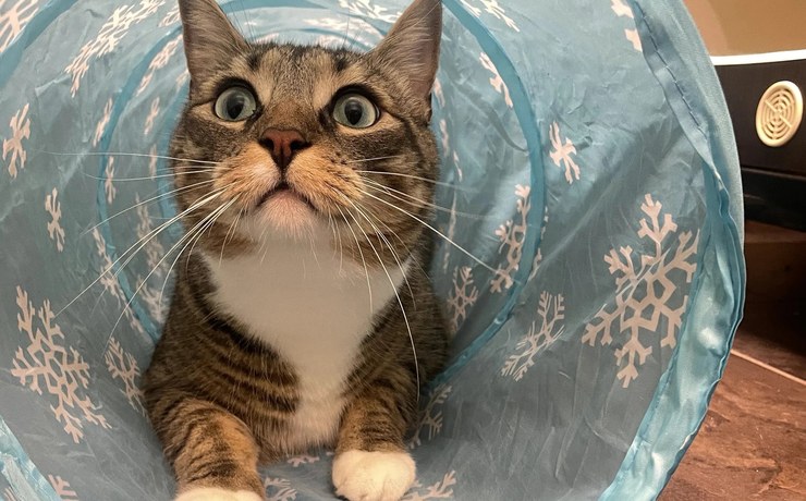 A tabby cat peeks out of a play tunnel