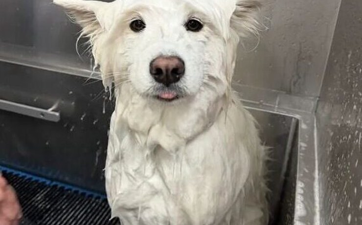 A wet white dog stands in a tub during a bath
