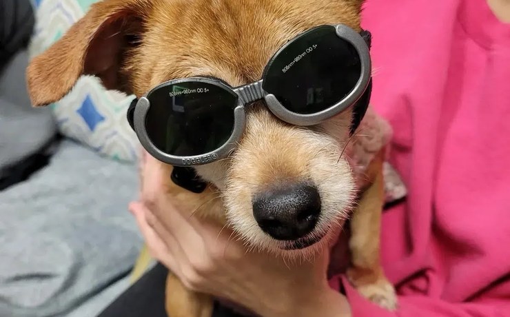 A small tan dog wears protective goggles during a laser therapy session