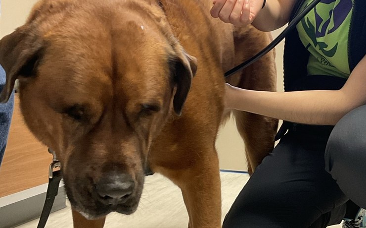 A large brown dog stands quietly during an exam at the hospital