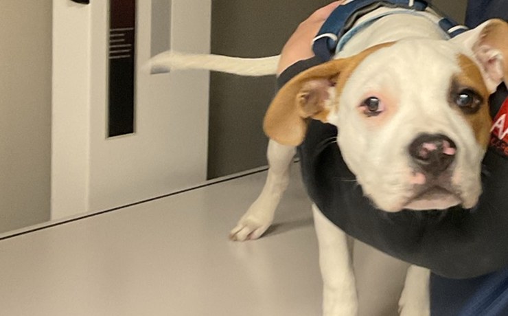 A bulldog puppy stands on the X-ray table, steadied by a team member