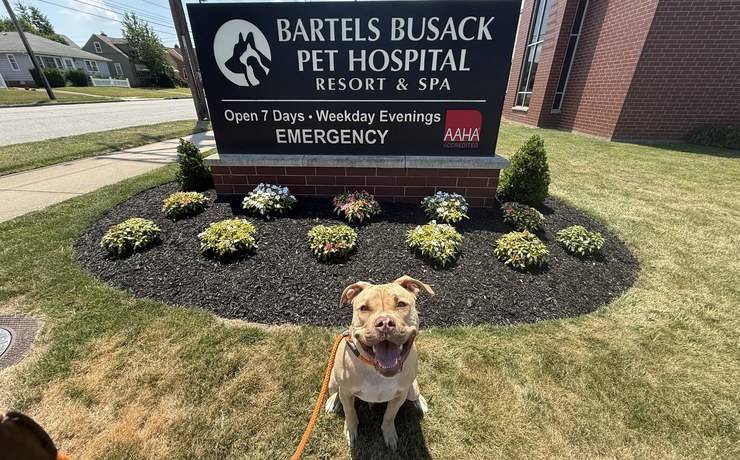A dog sits on the lawn by the Bartels Busack Pet Hospital sign, which shows the AAHA logo