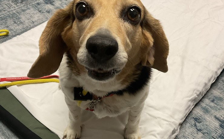 A beagle sits on a padded mat and looks up at the camera