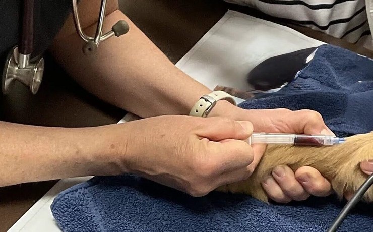 A blood sample is drawn from a dog's front leg for lab work