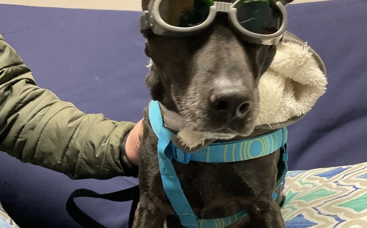 A black dog wears protective goggles during a laser therapy session