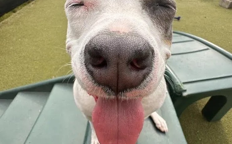 A close-up of a white dog's nose and tongue