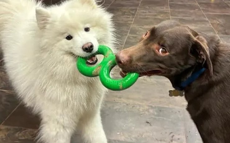 A white Samoyed and a brown dog play tug with a green toy