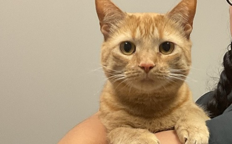 An orange tabby cat looks at the camera from a team member's arms
