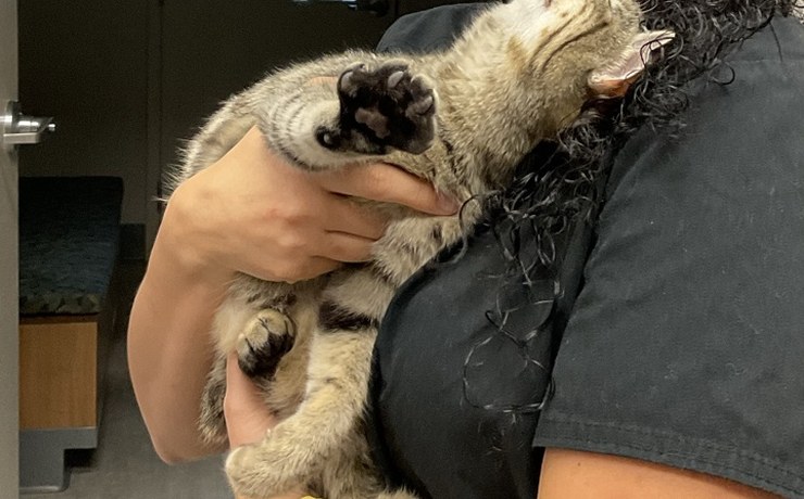 A staff member holds a tabby cat in the exam area