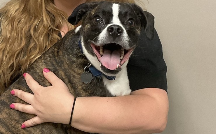 A brindle-and-white dog smiles while a team member hugs it at the hospital