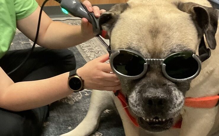 A pug wears protective goggles during a laser therapy treatment