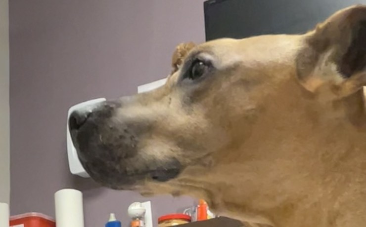 A tan dog looks around an exam room during a checkup
