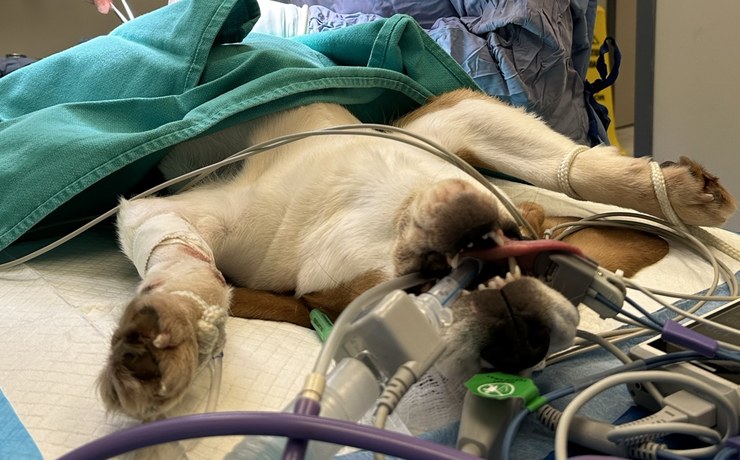 A dog rests under anesthesia on the surgery table, connected to monitors