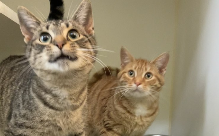 A tabby cat and an orange tabby look up from their kennel