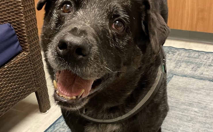 A senior black dog with a gray muzzle looks up with bright eyes