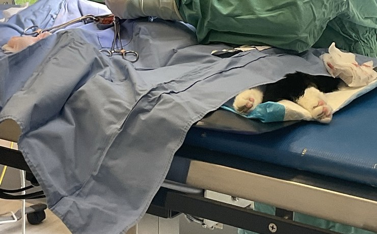 A cat's paws rest on a padded table beneath surgical drapes