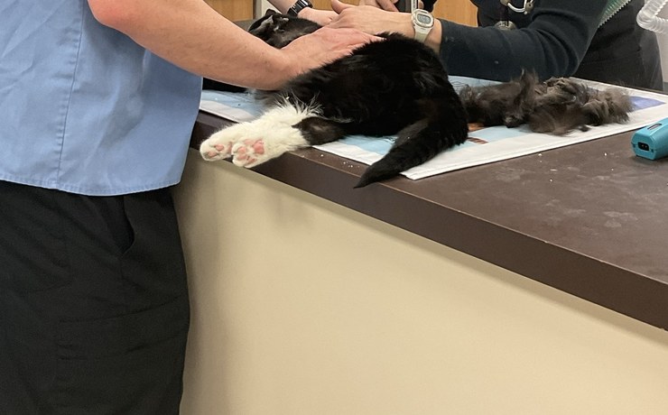 A black and white cat rests on the exam counter during a check-up