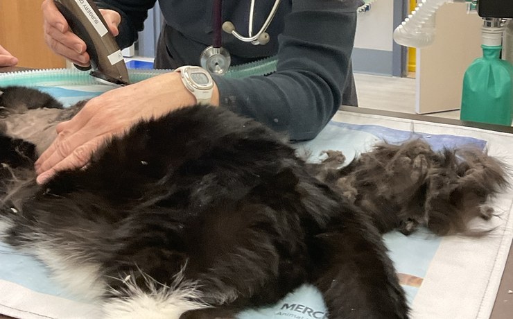 A veterinary team member's hands clip the coat of a long-haired dog on the exam table