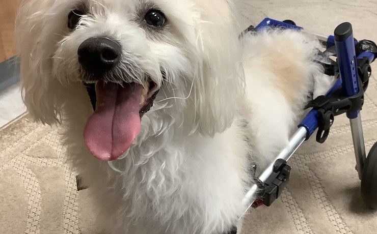 A small white fluffy dog smiles while using a rehab wheelchair