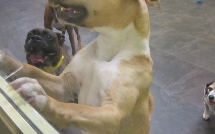 A tan and white dog stands on its hind legs at a glass wall