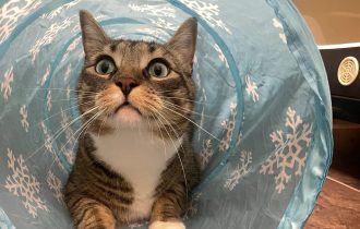 Tabby cat peeking out of a blue play tunnel