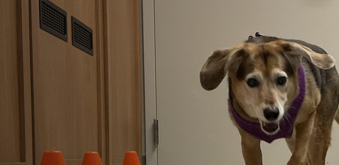 A beagle mix in a purple harness trots toward the camera in the rehab room