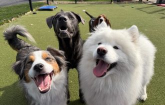 Three happy dogs on the artificial turf of the resort play yard