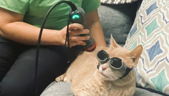 A relaxed cat in protective goggles rests on a couch during gentle laser therapy