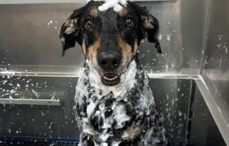 A dog covered in suds gets a bath in a grooming tub